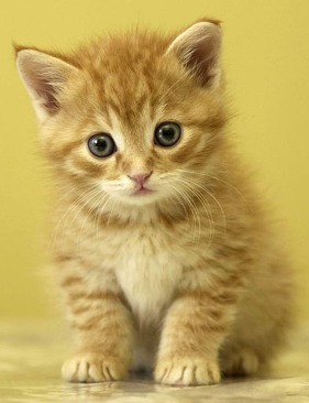 小猫